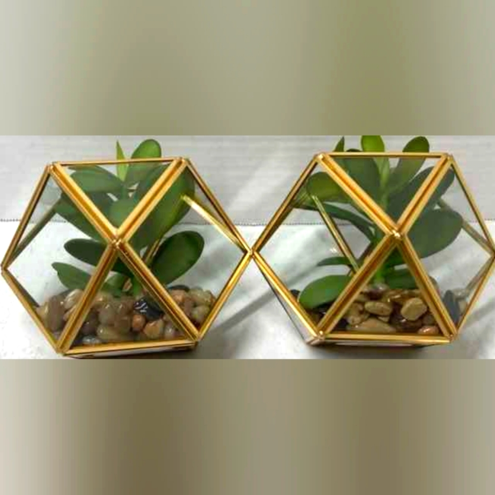 NEW! 🍃  OPALHOUSE SUCCULENT PLANTS!